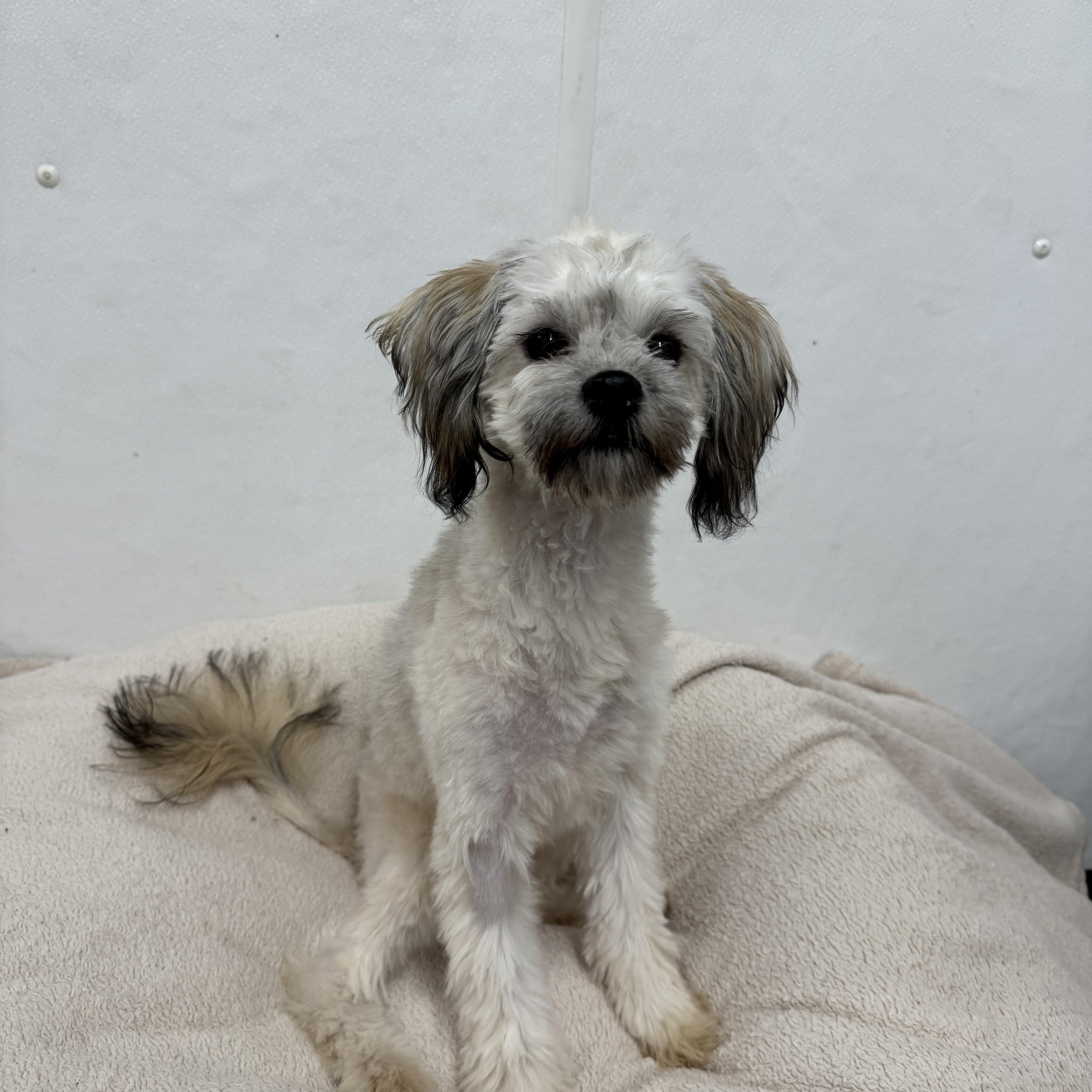 Sugar Cookie thumbnail 3