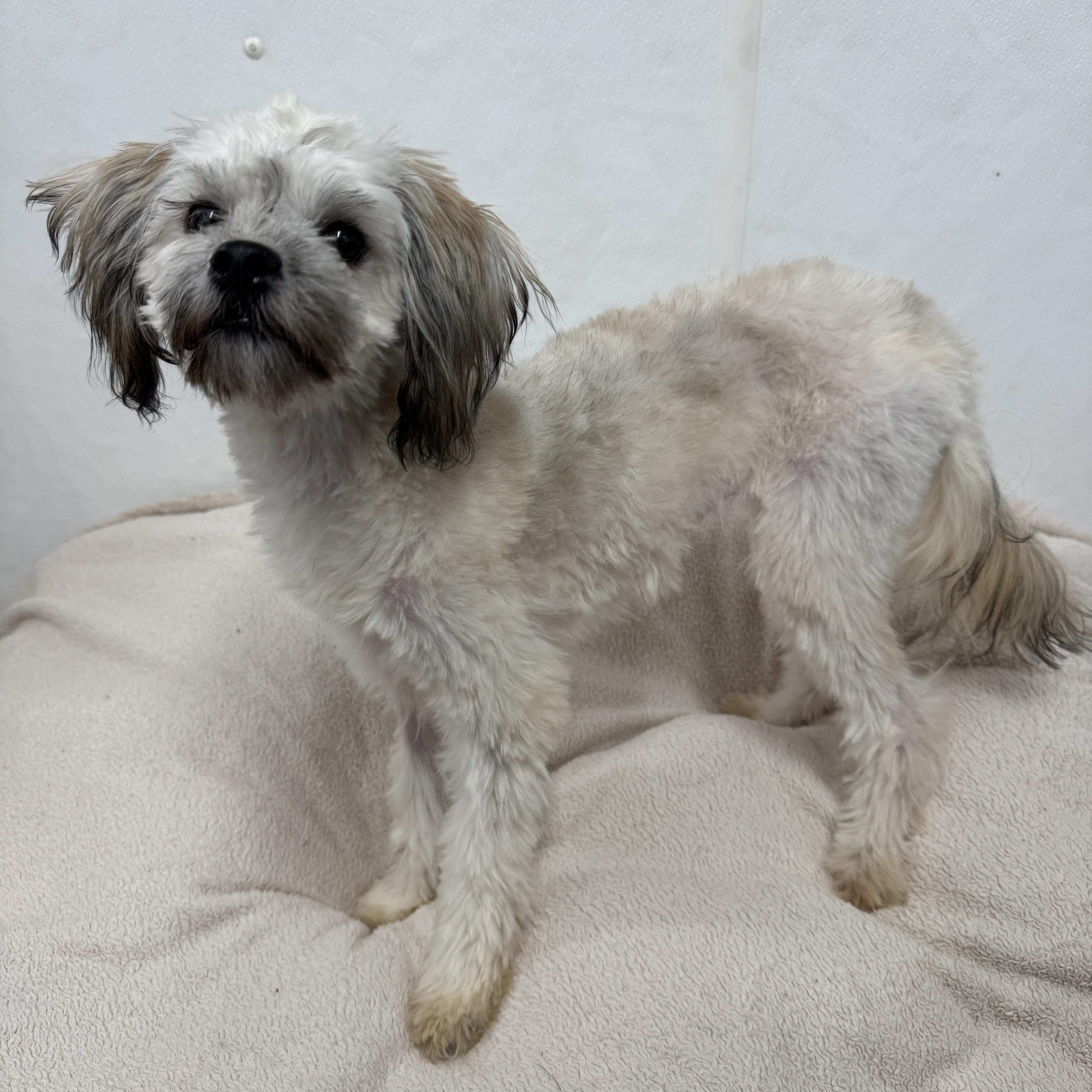 Sugar Cookie thumbnail 4