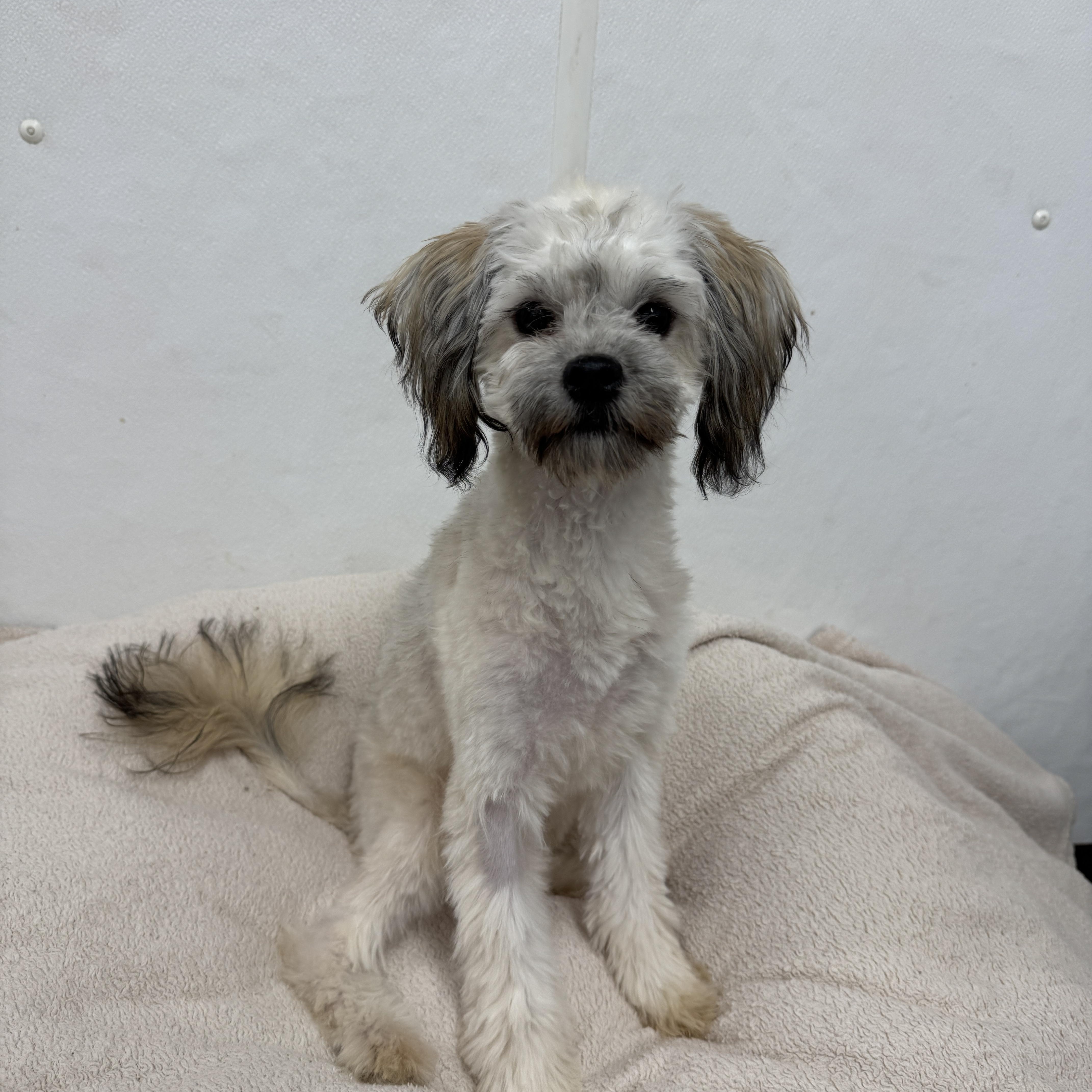 Sugar Cookie thumbnail 5