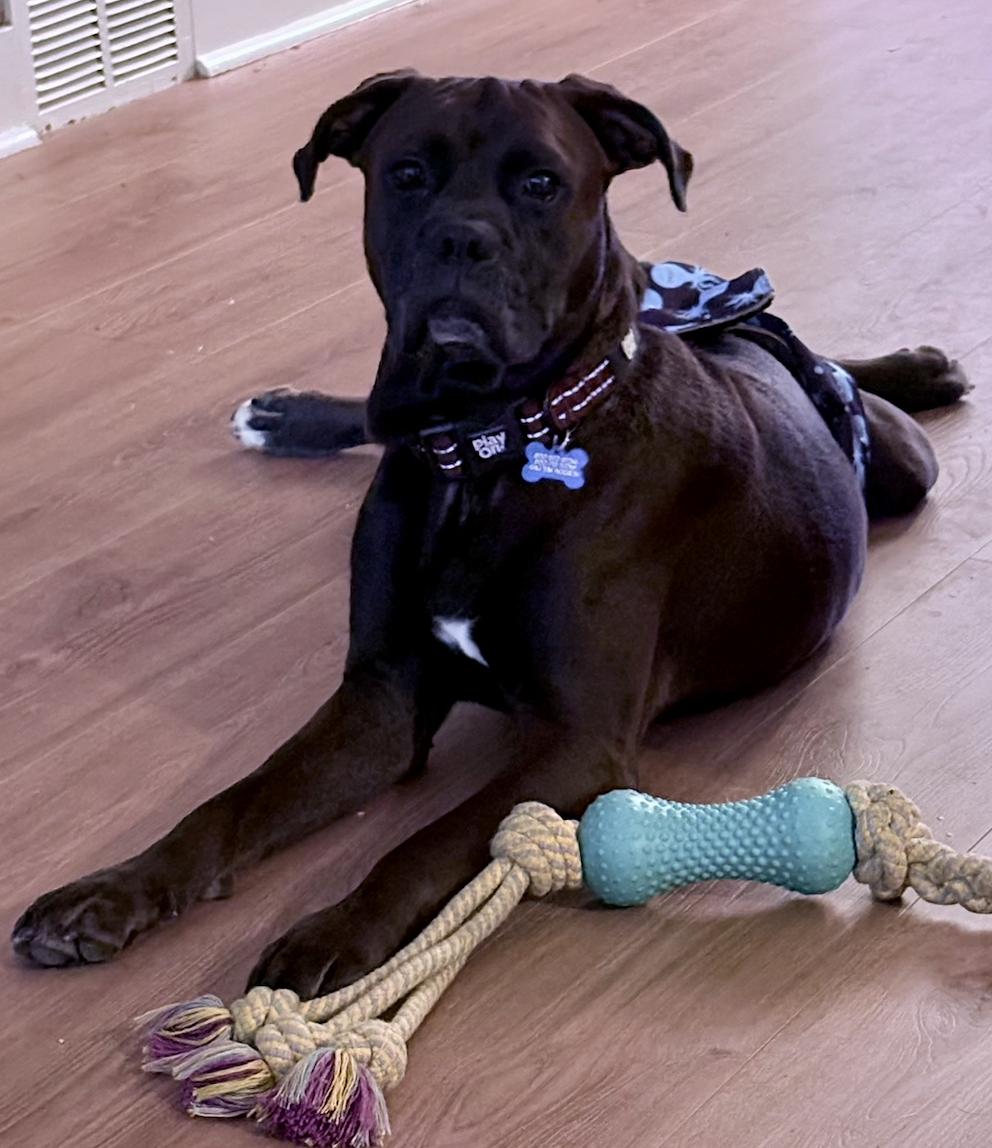 SULLIVAN, Adoptable, Adult Male Boxer.