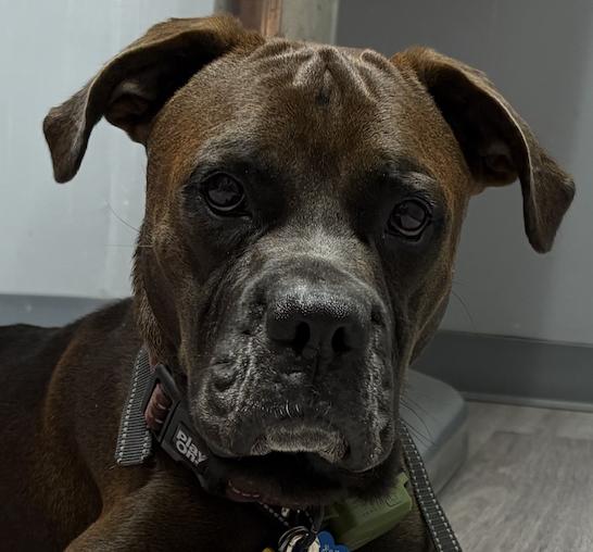 Enlarge SULLIVAN, a Adoptable Boxer in Katy, TX image 2/2