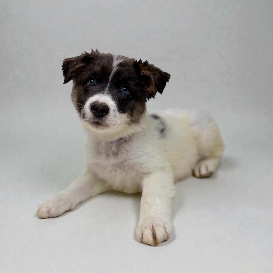 Han Solo, a Adoptable mixed breed in Buffalo, NY image 3/5