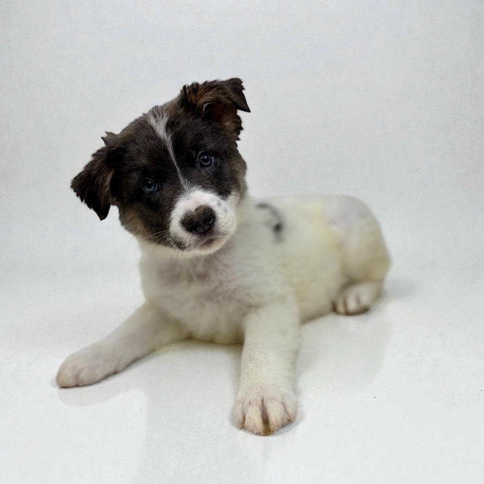 Han Solo, a Adoptable mixed breed in Buffalo, NY image 1/5