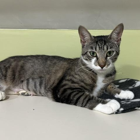 Enlarge Nala, a ADOPTABLE Domestic Short Hair in East Brunswick, NJ image 4/5