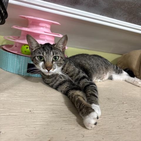 Enlarge Nala, a ADOPTABLE Domestic Short Hair in East Brunswick, NJ image 2/5