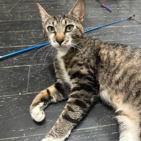 Enlarge Nala, a ADOPTABLE Domestic Short Hair in East Brunswick, NJ image 3/5
