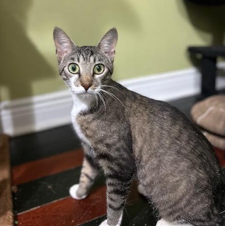 Enlarge Nala, a ADOPTABLE Domestic Short Hair in East Brunswick, NJ image 5/5