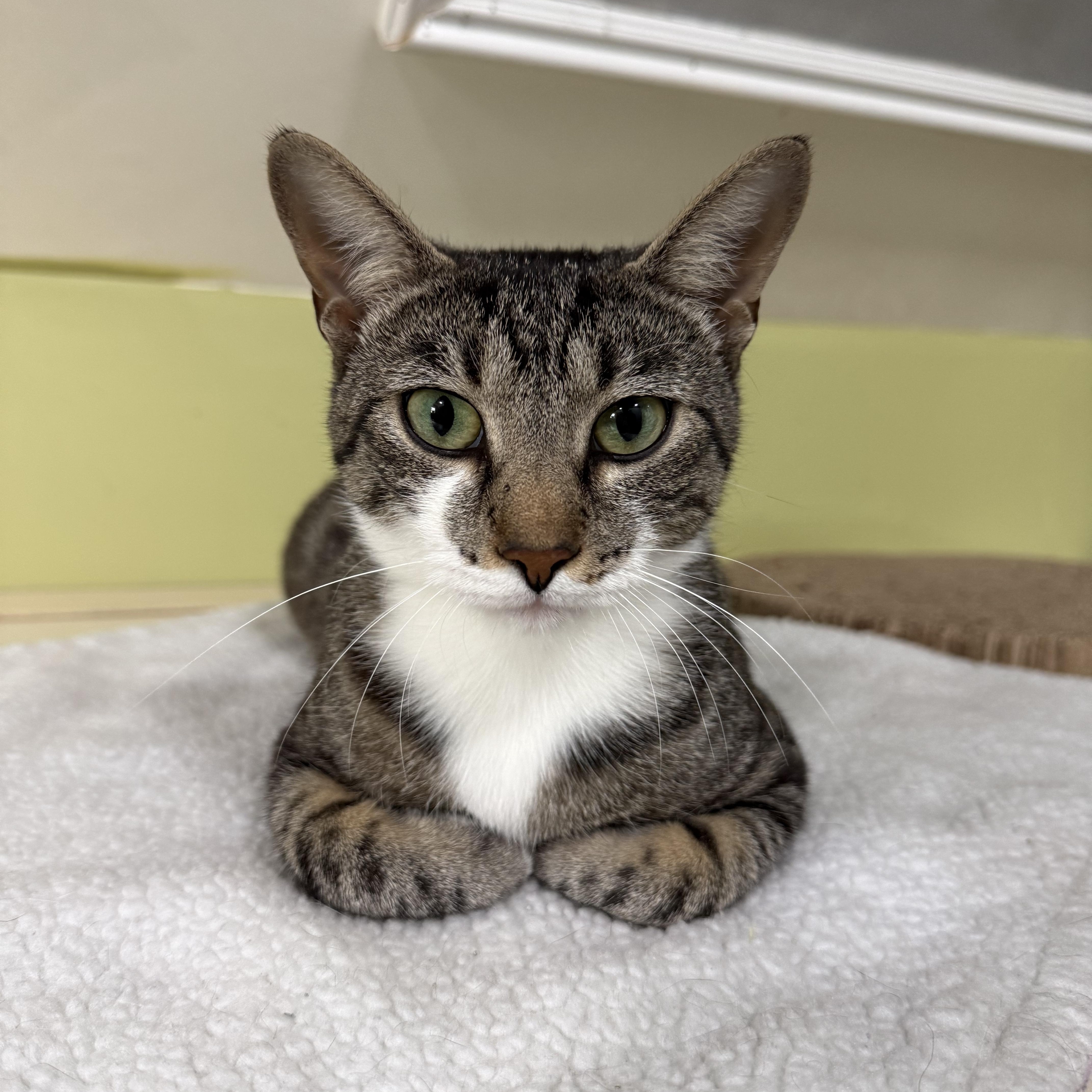 Enlarge Nala, a ADOPTABLE Domestic Short Hair in East Brunswick, NJ image 6/6
