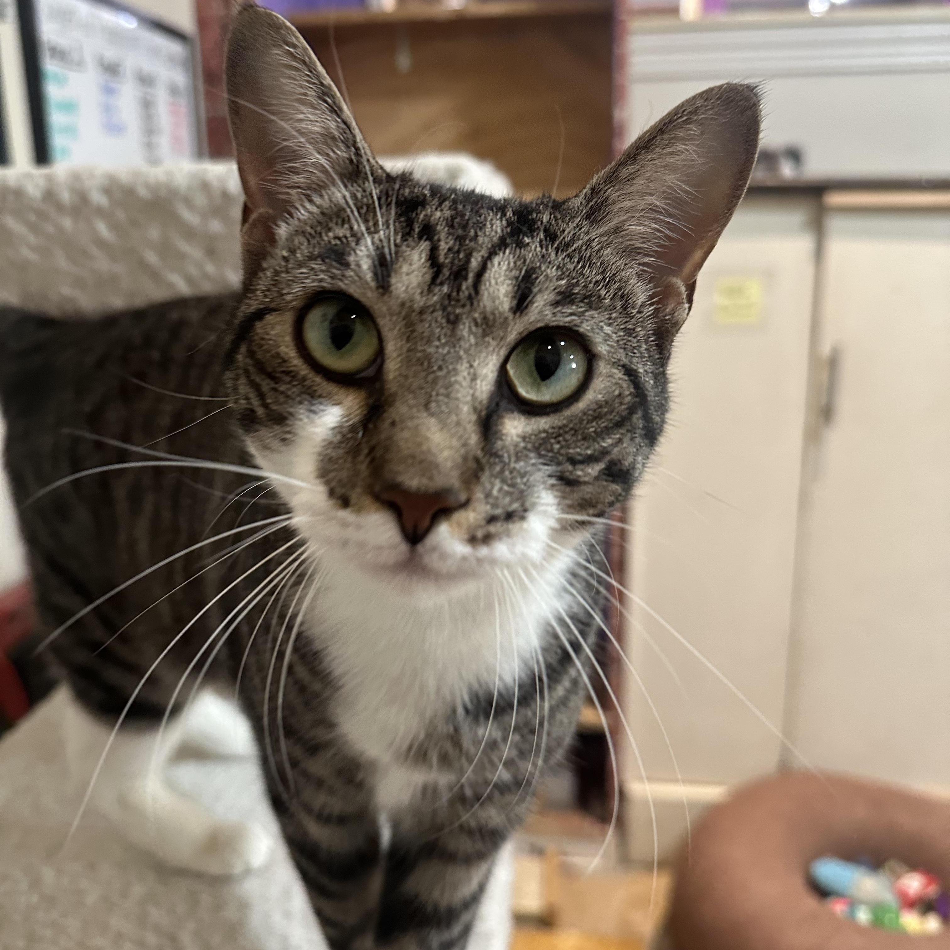 Nala, ADOPTABLE, Young Female Domestic Short Hair.