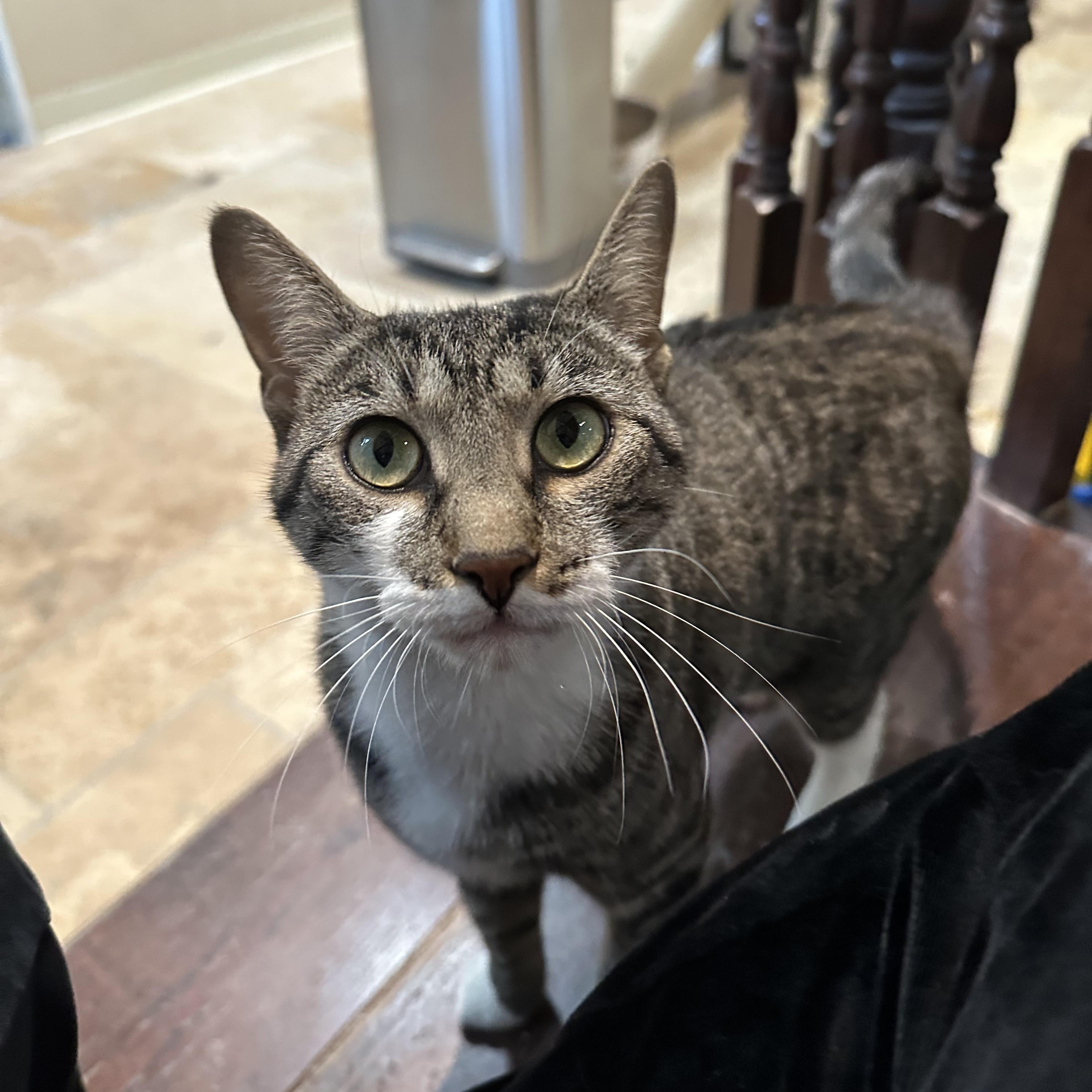 Nala, a ADOPTABLE Domestic Short Hair in East Brunswick, NJ image 6/6