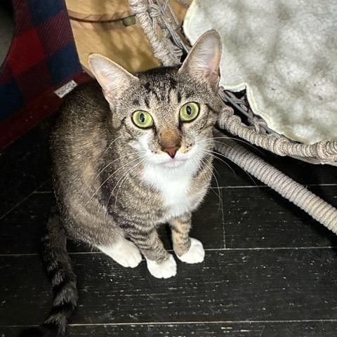 Nala, ADOPTABLE, Young Female Domestic Short Hair.