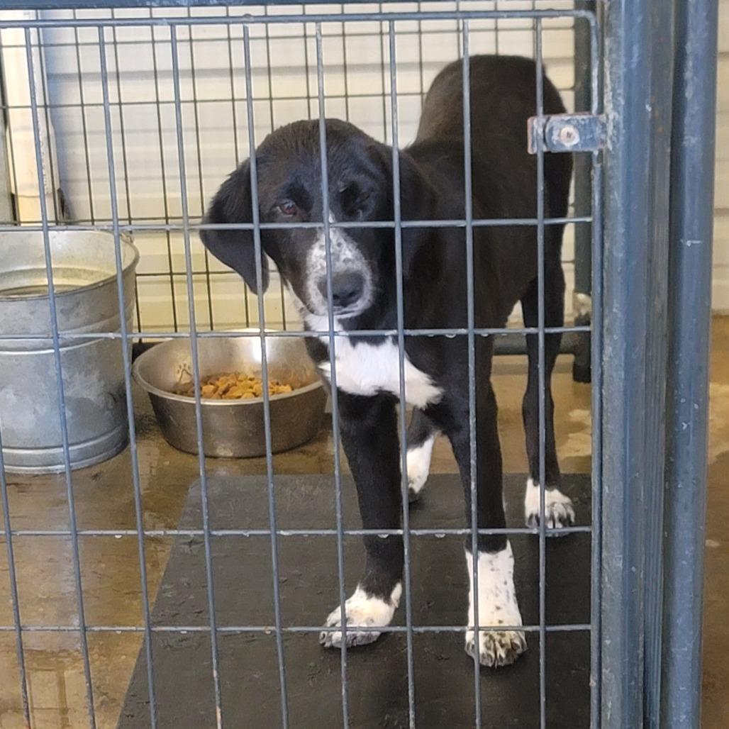 Alexia, Adoptable, Young Female Hound & Mixed Breed.