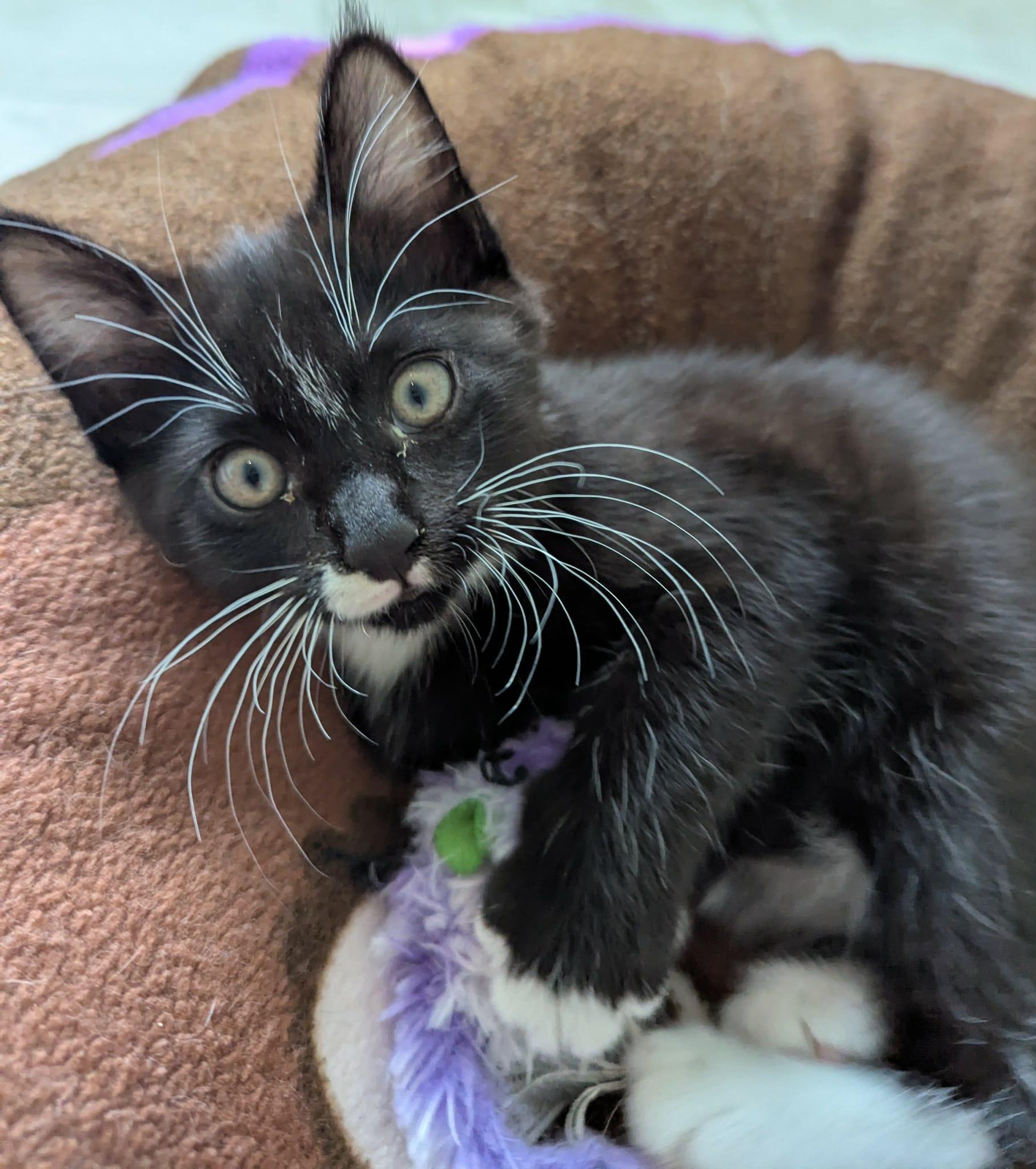 Enlarge Oriole, an adopted Domestic Short Hair in Courtenay, BC image 1/5