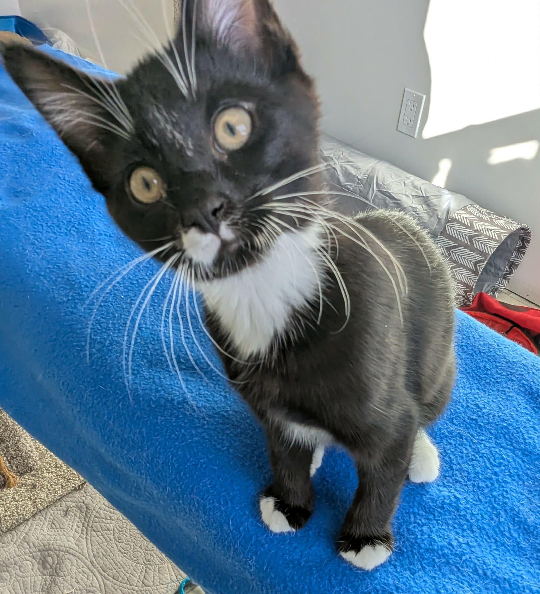 Enlarge Oriole, an adopted Domestic Short Hair in Courtenay, BC image 2/5