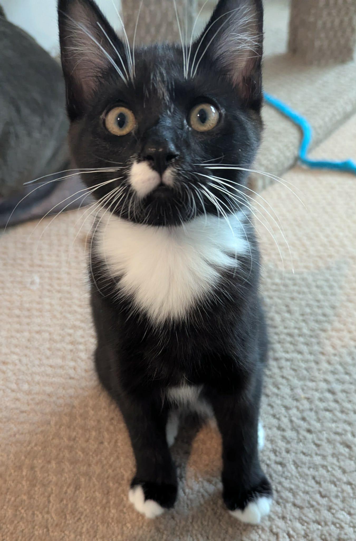 Enlarge Oriole, an adopted Domestic Short Hair in Courtenay, BC image 3/5