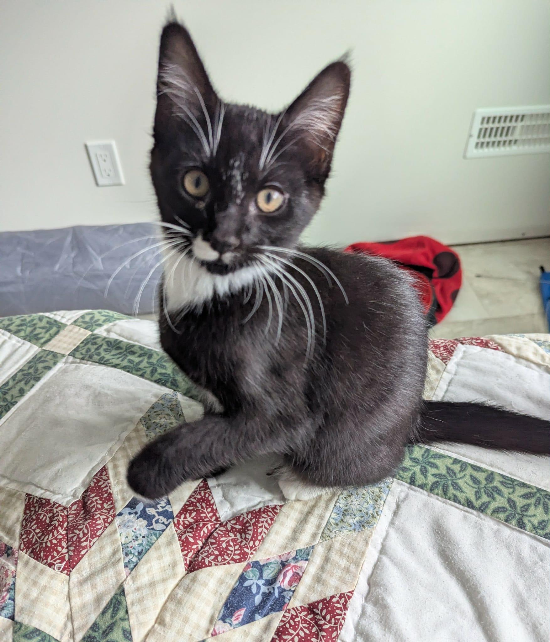 Enlarge Oriole, an adopted Domestic Short Hair in Courtenay, BC image 4/5