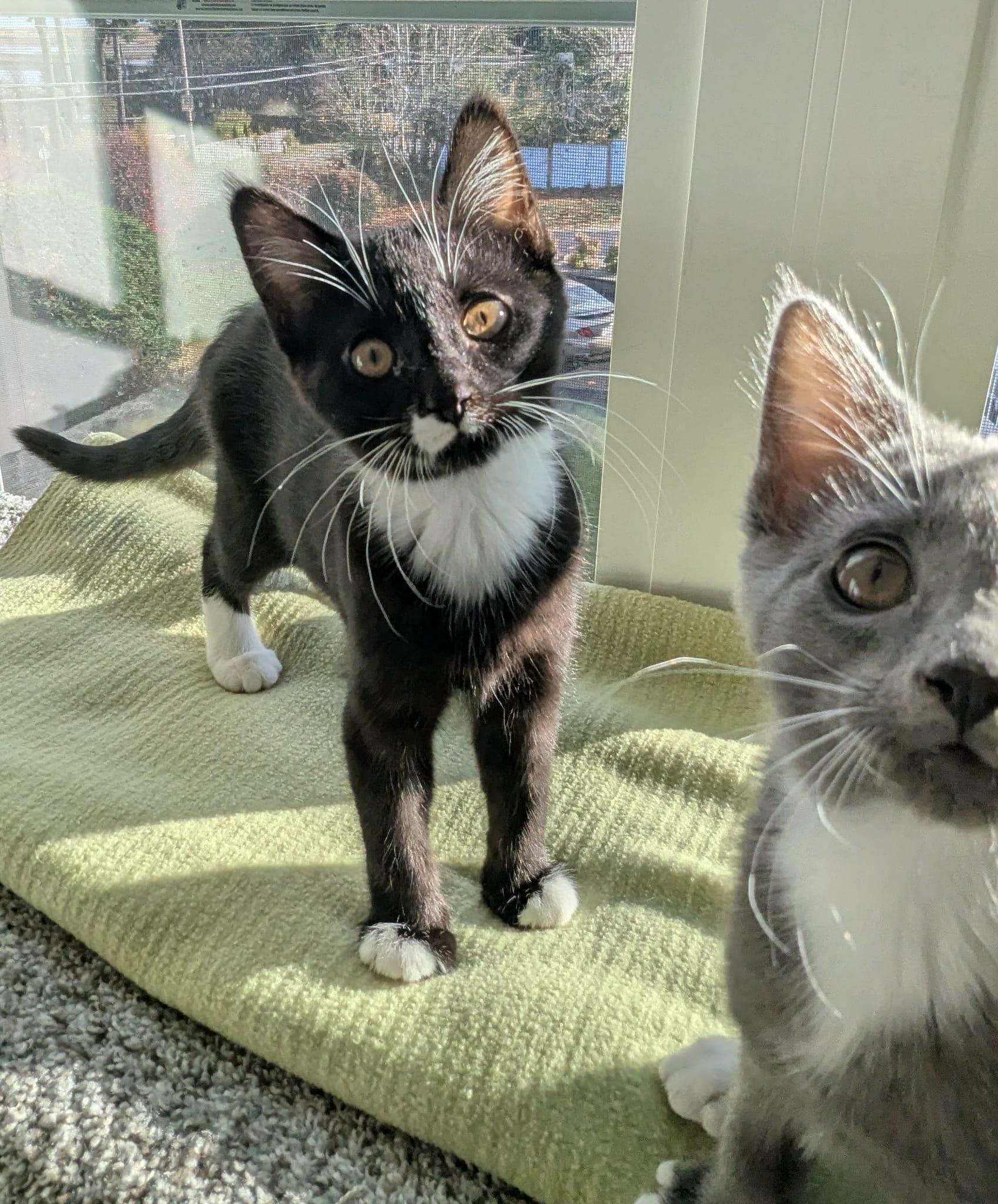 Enlarge Oriole, an adopted Domestic Short Hair in Courtenay, BC image 5/5