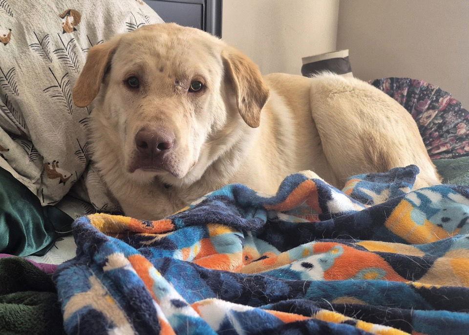 Drake, Adoptable, Young Male Labrador Retriever.