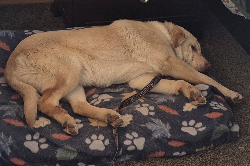 Enlarge Drake, a Adoptable Labrador Retriever in Omaha, NE image 3/3