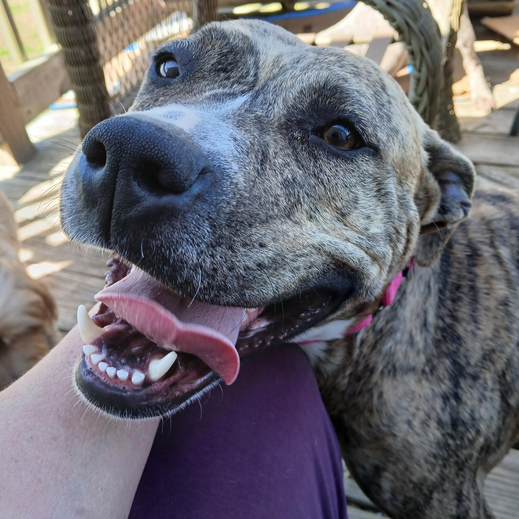 Sadie Momma Sunbeam, a ADOPTABLE mixed breed in Woburn, MA image 1/5