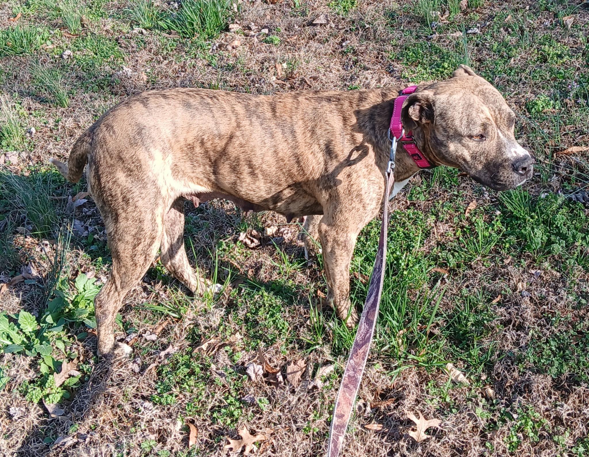 Sadie Momma Sunbeam, a ADOPTABLE mixed breed in Woburn, MA image 4/5