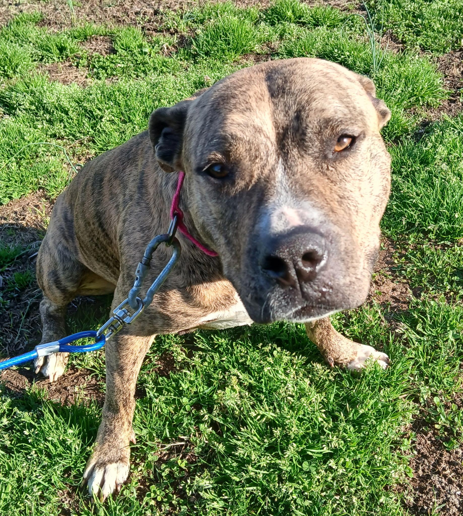 Sadie Momma Sunbeam, a ADOPTABLE mixed breed in Woburn, MA image 2/5