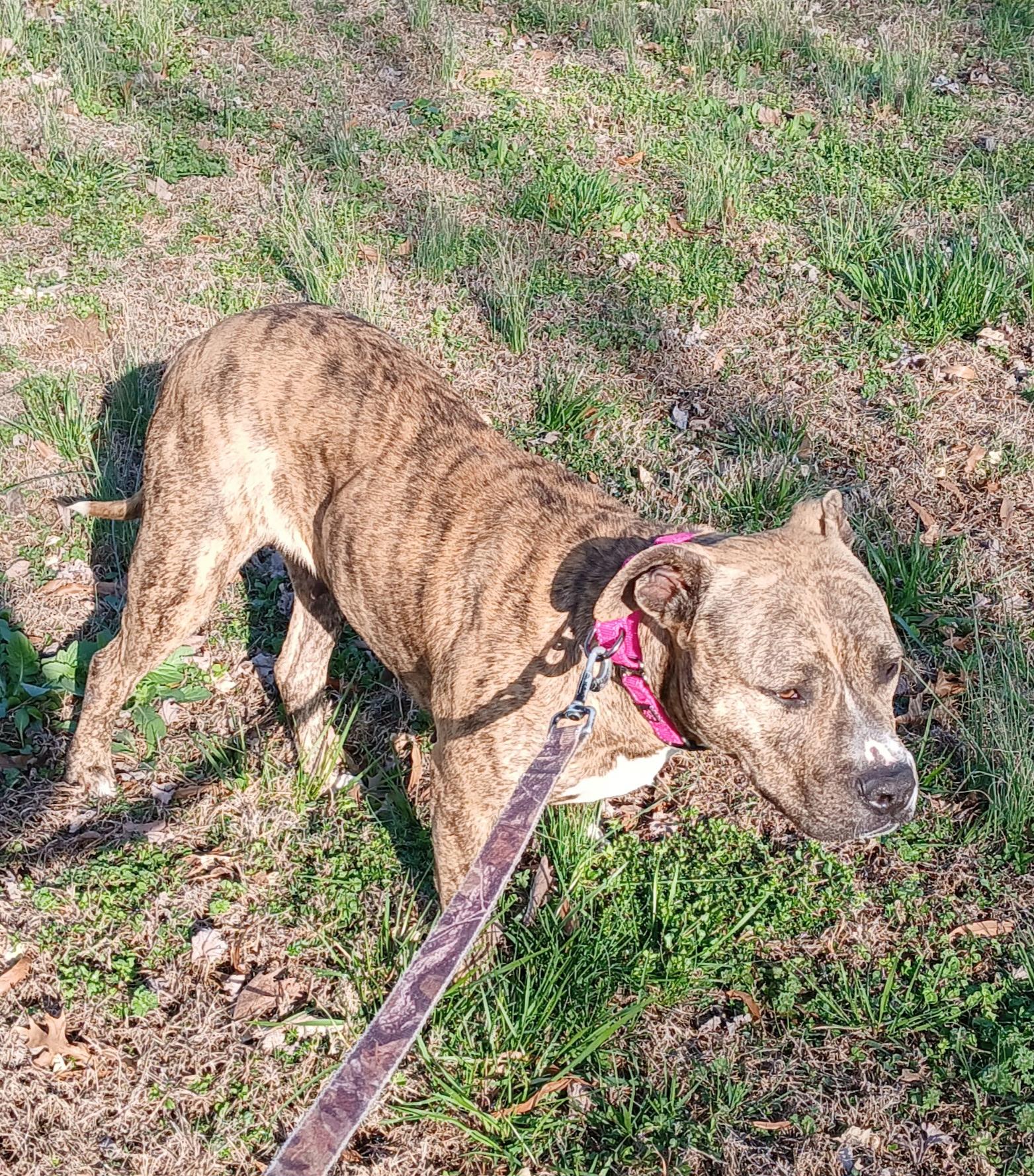 Sadie Momma Sunbeam, a ADOPTABLE mixed breed in Woburn, MA image 3/5