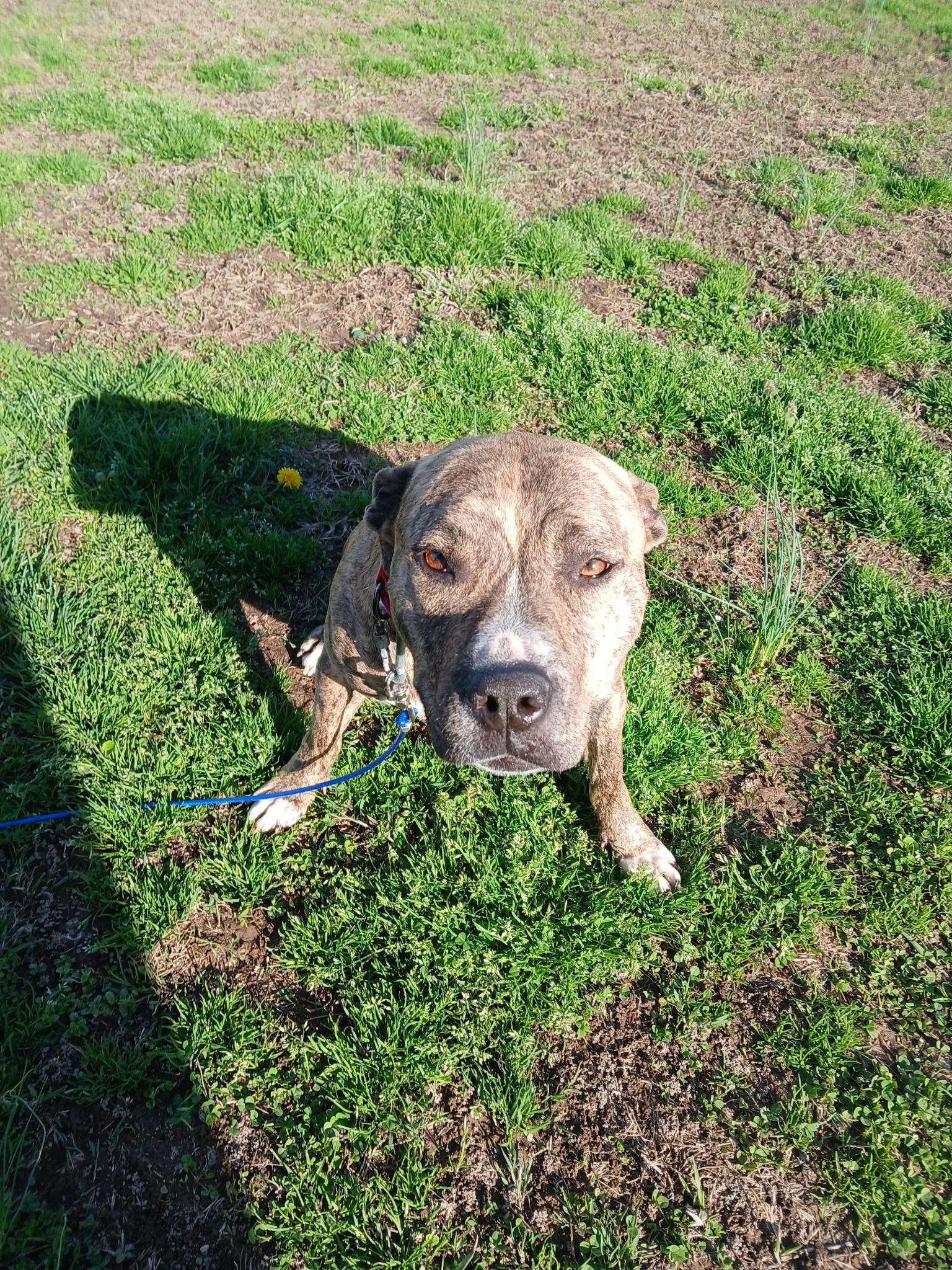 Sadie Momma Sunbeam, a ADOPTABLE mixed breed in Woburn, MA image 5/5