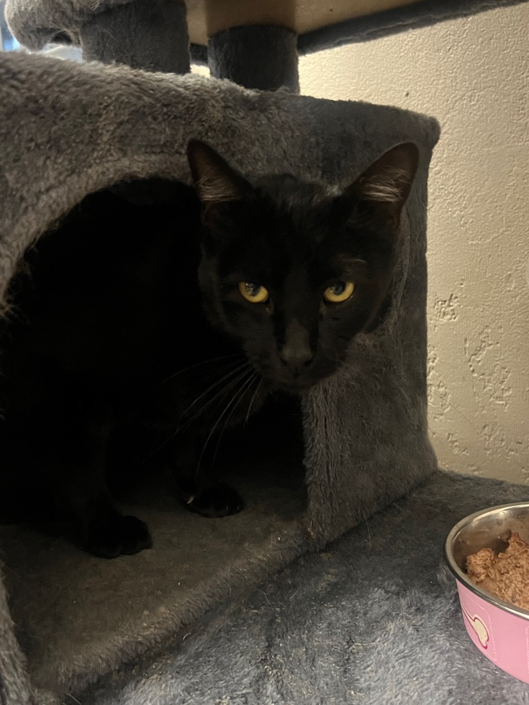 Sarge, Young Male Domestic Short Hair