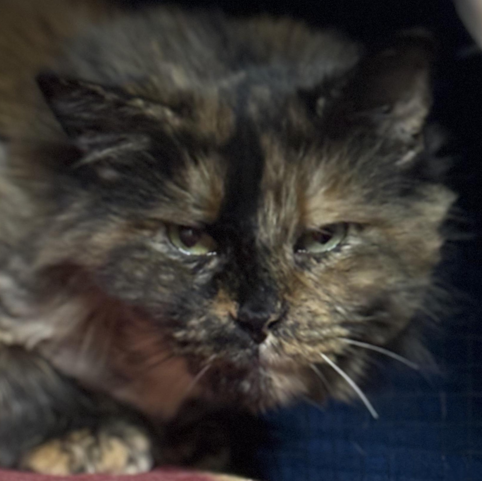 FOO FOO & GYPSY, ADOPTABLE, Adult Female Domestic Long Hair.