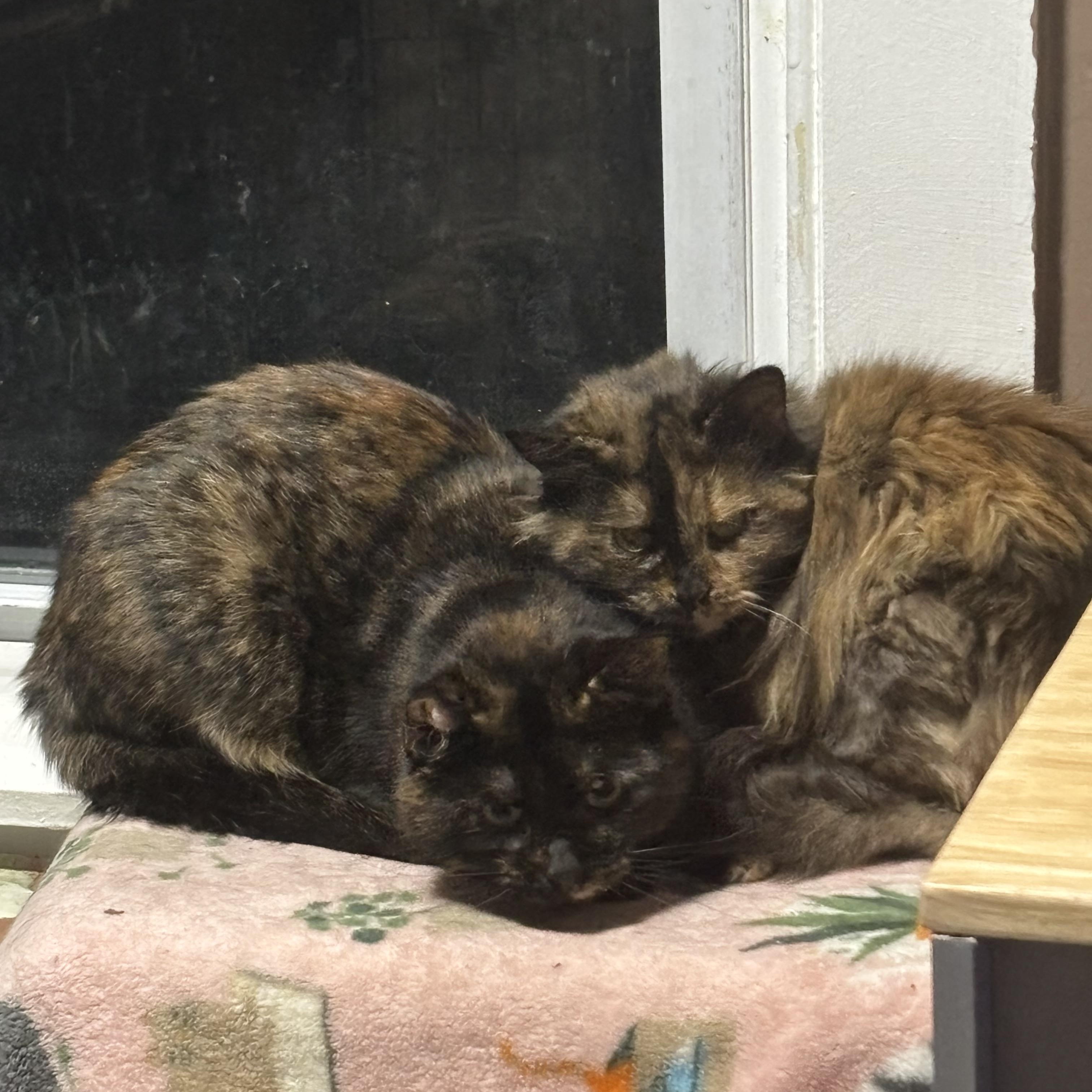 Enlarge FOO FOO & GYPSY, a ADOPTABLE Domestic Long Hair in Pittsburgh, PA image 2/4