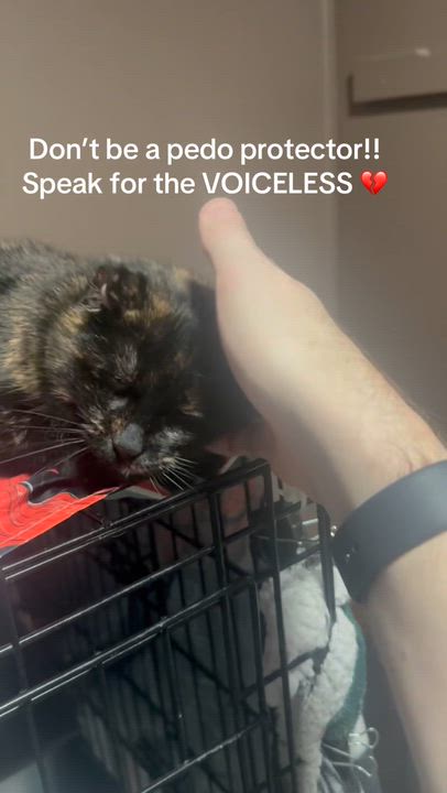 Enlarge FOO FOO & GYPSY, a ADOPTABLE Domestic Long Hair in Pittsburgh, PA video 4/4