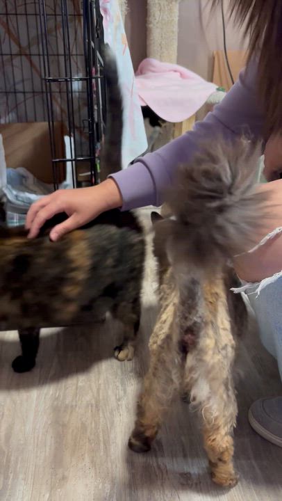 Enlarge FOO FOO & GYPSY, a ADOPTABLE Domestic Long Hair in Pittsburgh, PA video 4/4