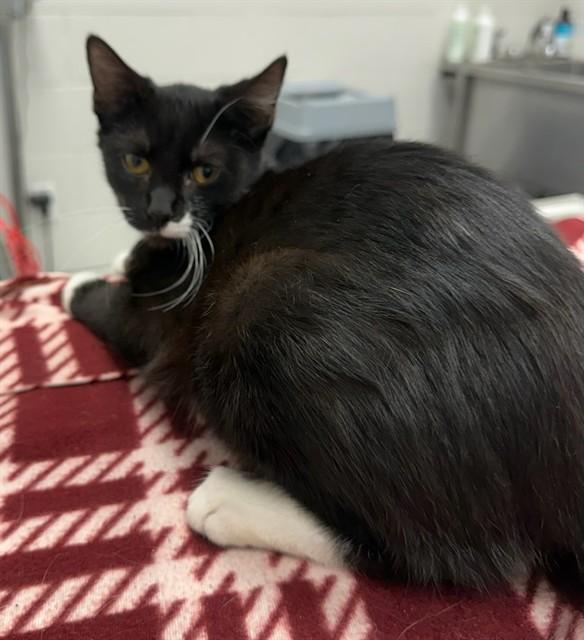 KACEY, Adoptable, Kitten Female Domestic Short Hair.