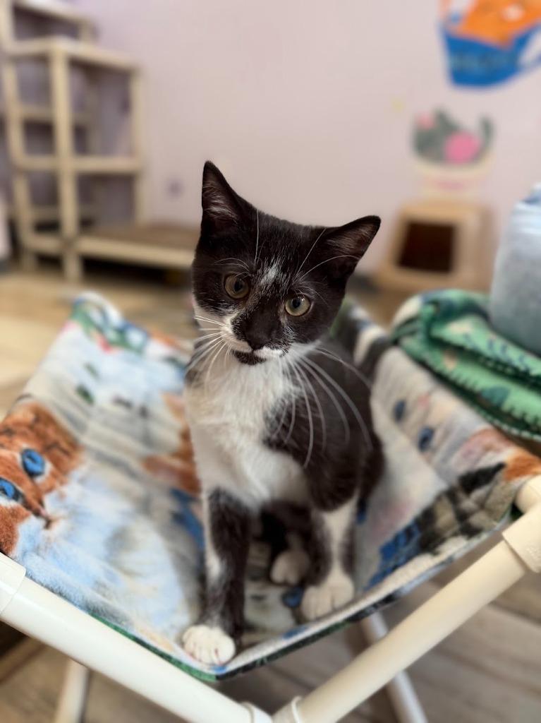 Thor, Adopted, Kitten Male Domestic Short Hair.