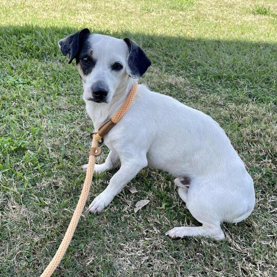 Cube, Adoptable, Adult Male Dachshund & Terrier.