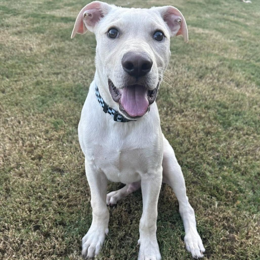 Wallace, Adoptable, Young Male Terrier.