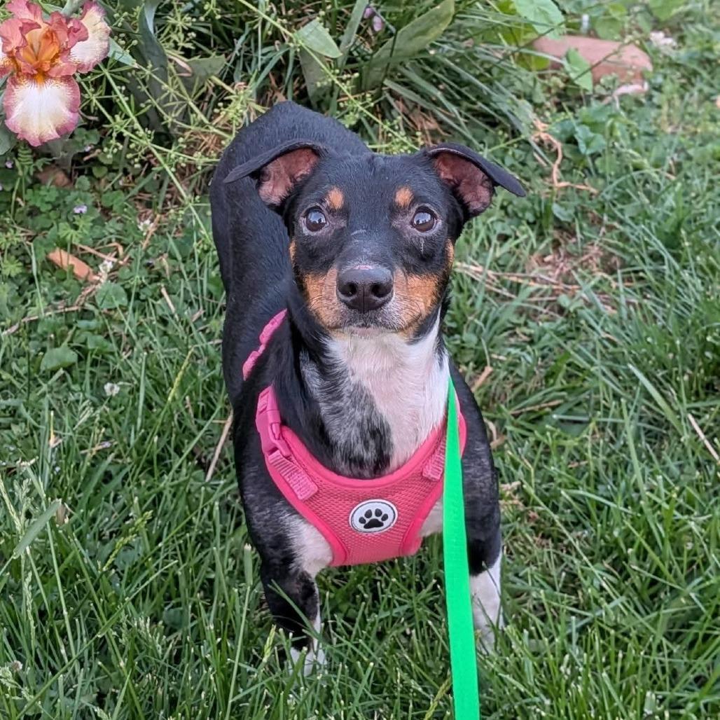 Enlarge Fernanda, a Adoptable mixed breed in Winchester, TN image 1/1