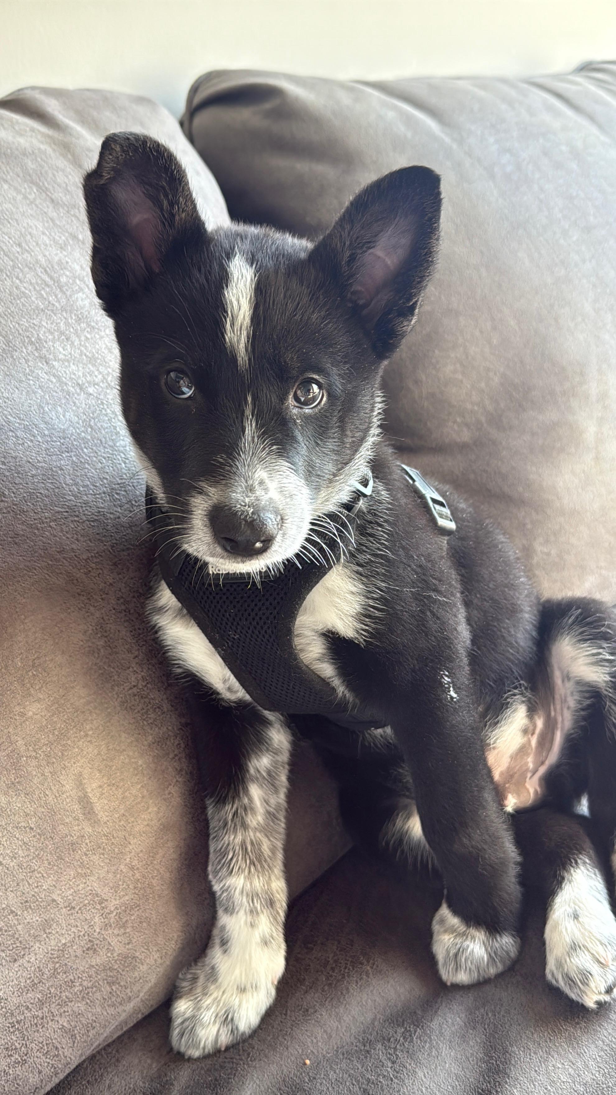 Adoptions - Resilient Hearts Animal Sanctuary