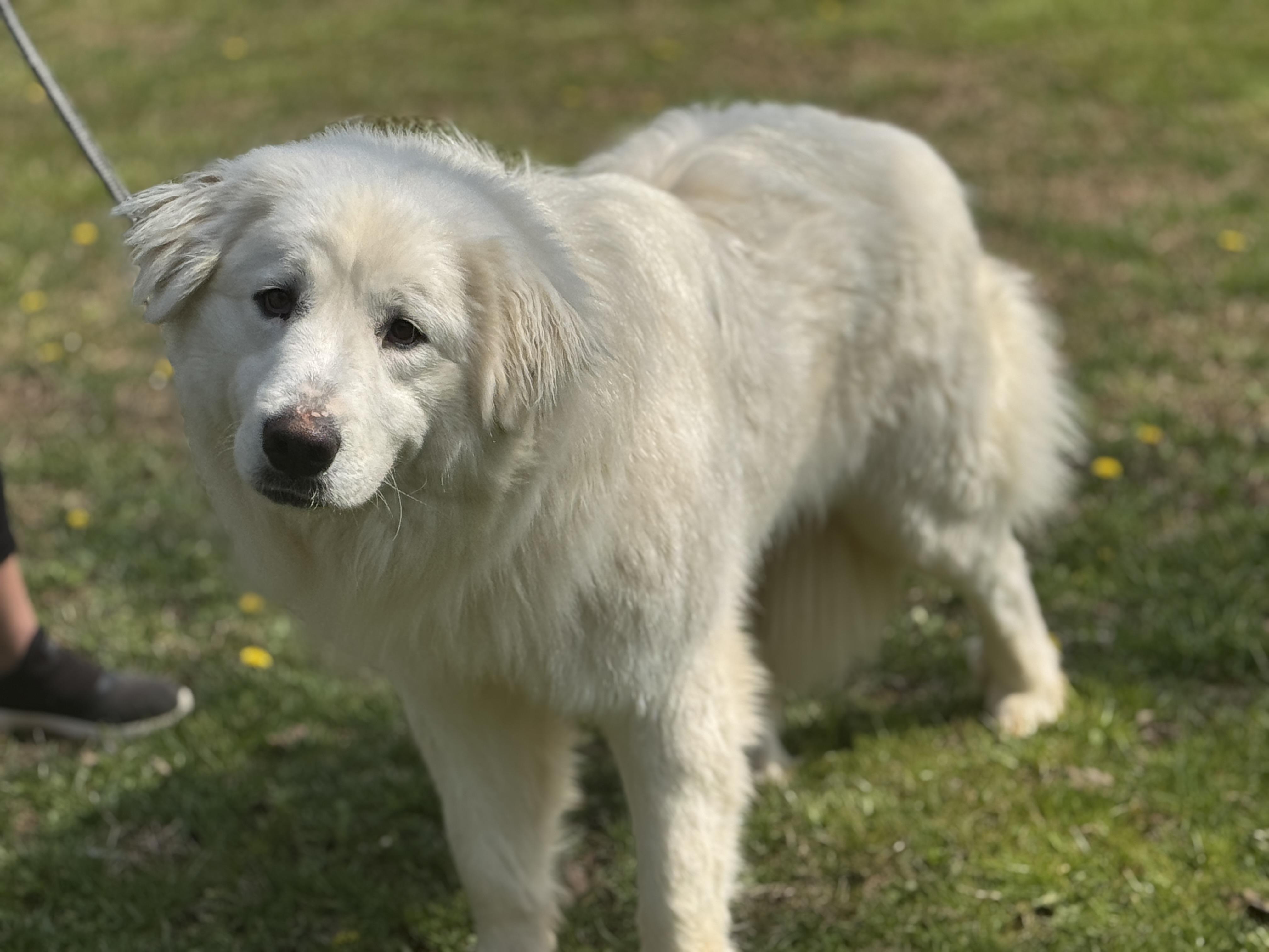 Enlarge Charlotte , a ADOPTABLE Great Pyrenees in Richmond, VA image 4/6