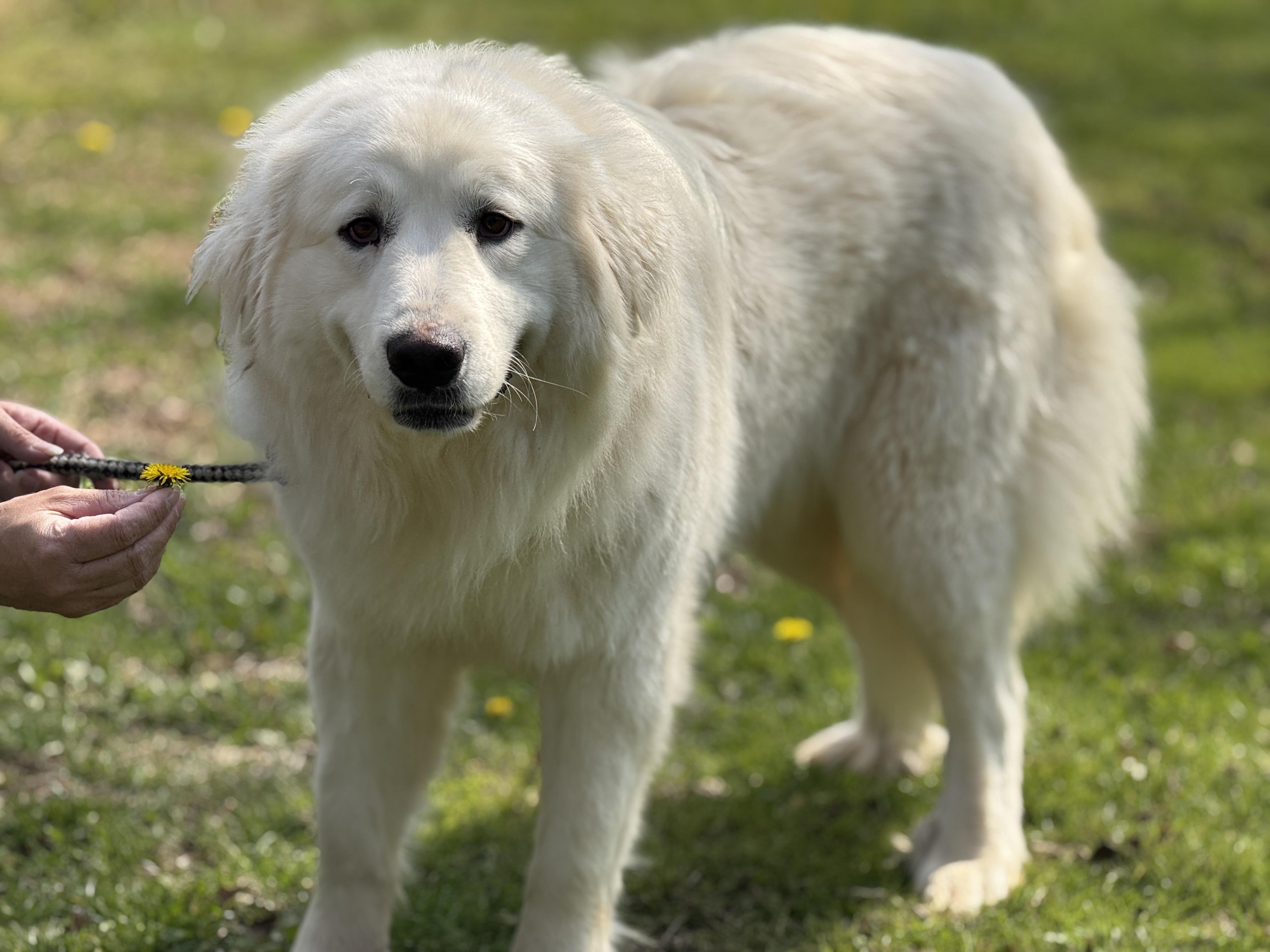 Enlarge Charlotte , a ADOPTABLE Great Pyrenees in Richmond, VA image 5/6