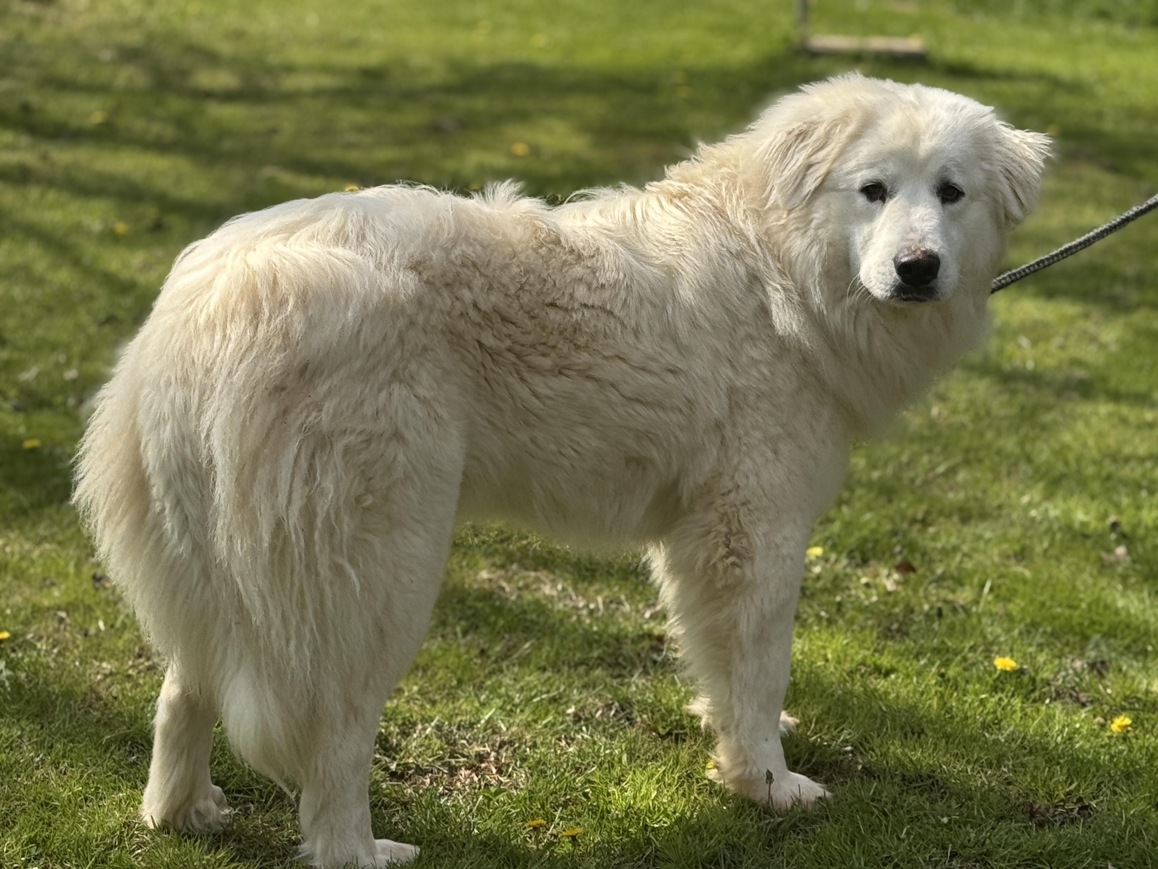 Enlarge Charlotte , a ADOPTABLE Great Pyrenees in Richmond, VA image 6/6