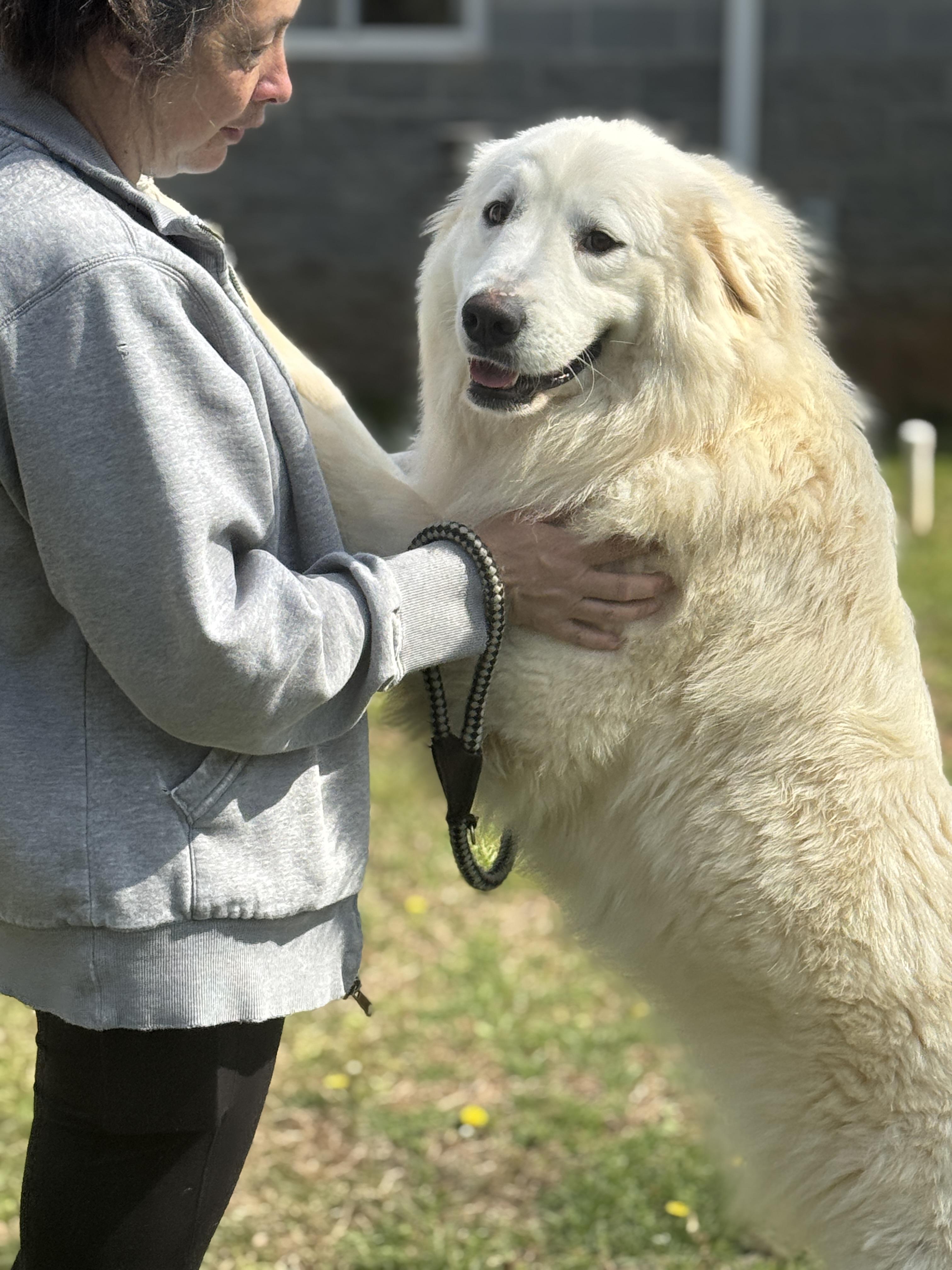 Enlarge Charlotte , a ADOPTABLE Great Pyrenees in Richmond, VA image 3/6
