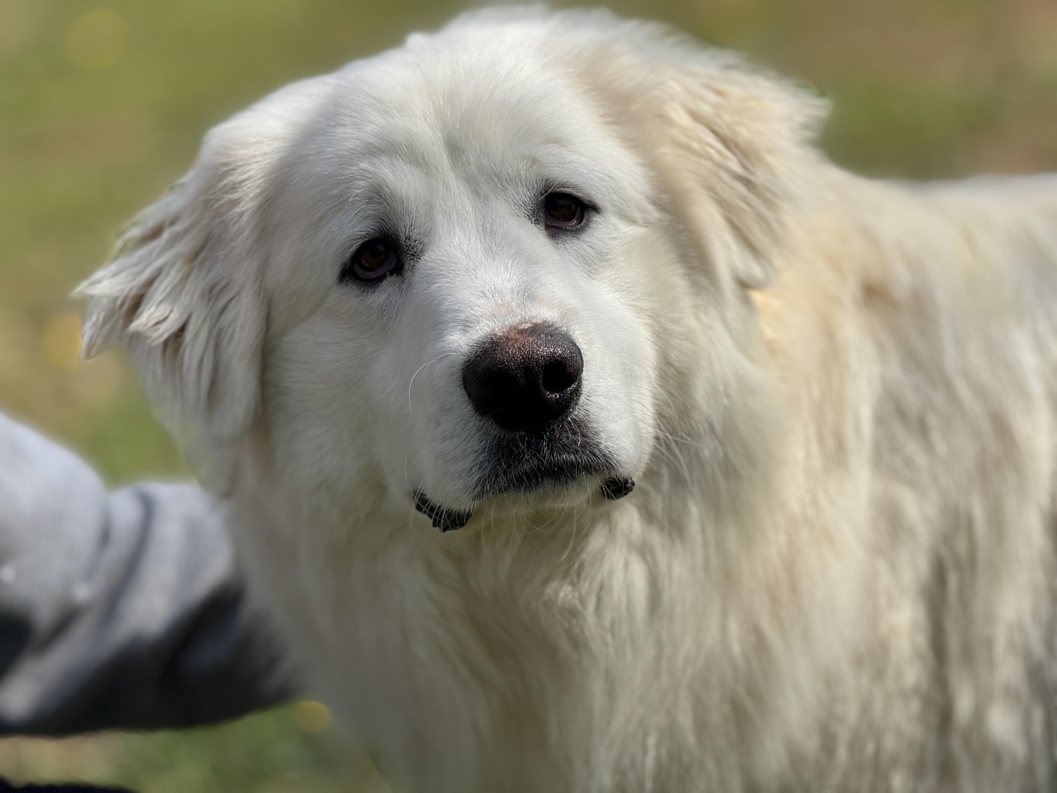Charlotte , ADOPTABLE, Young Female Great Pyrenees.