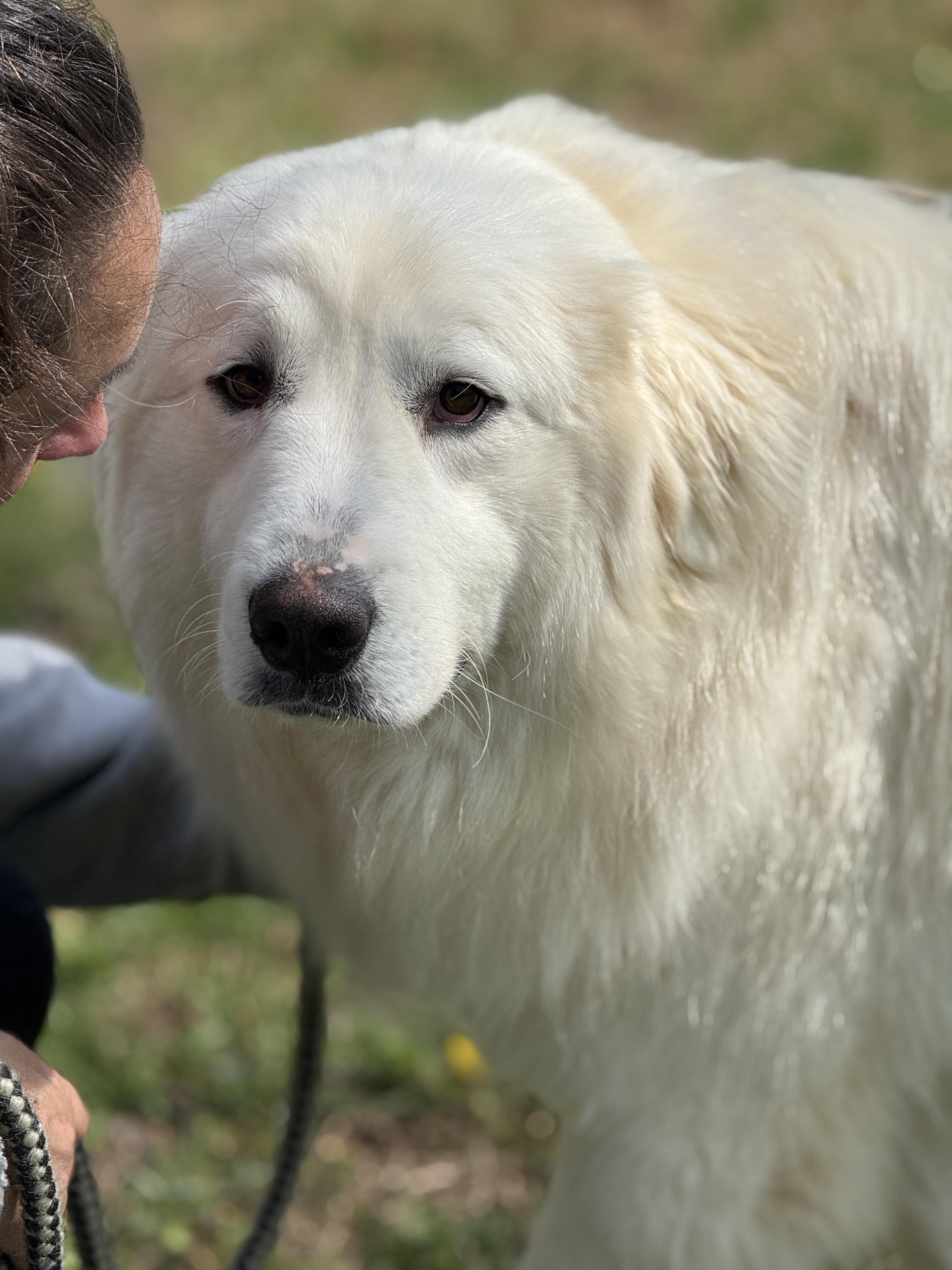 Enlarge Charlotte , a ADOPTABLE Great Pyrenees in Richmond, VA image 2/6