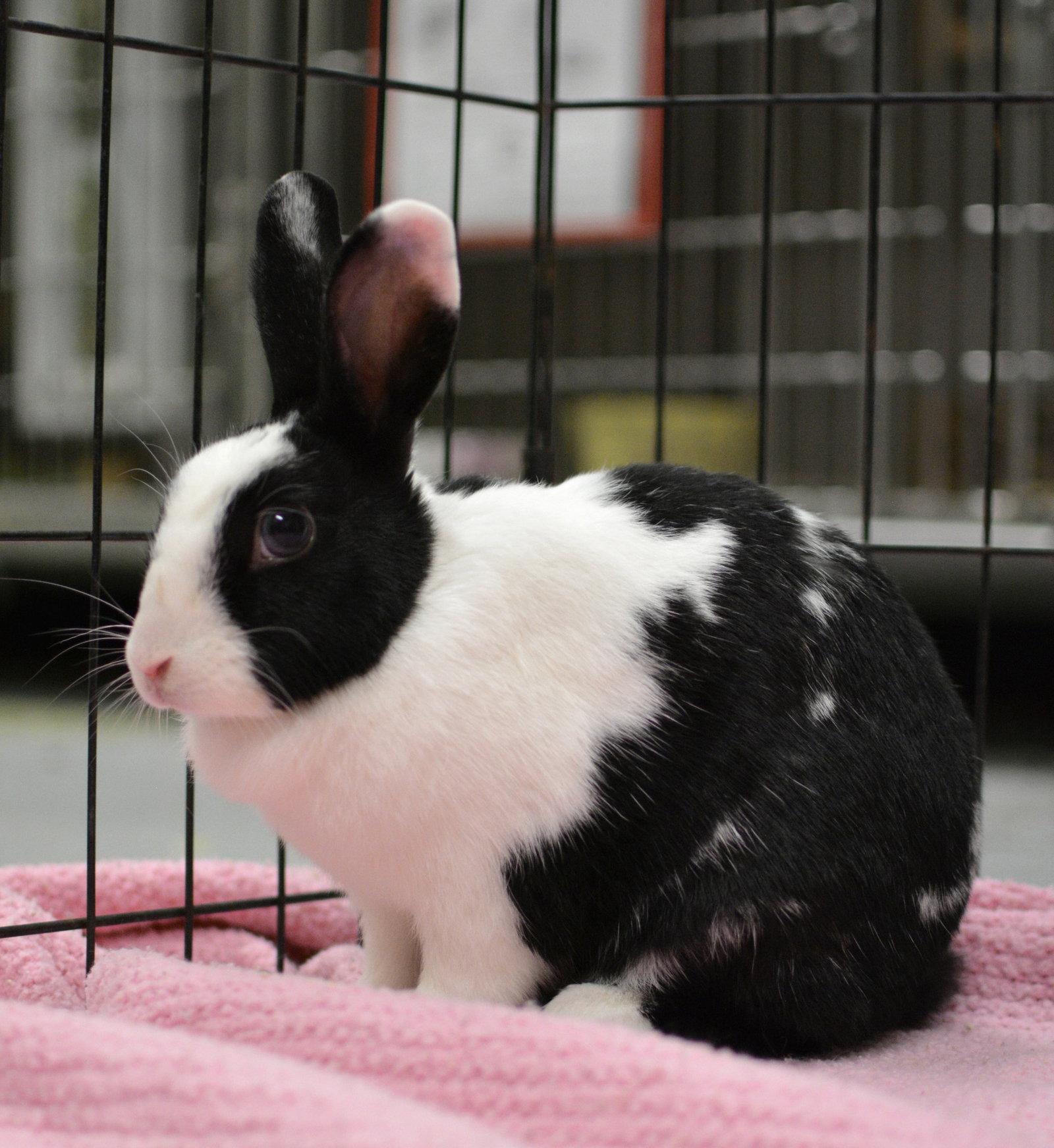 Enlarge Mama Morton, a Adoptable American in Oakland, CA image 1/2