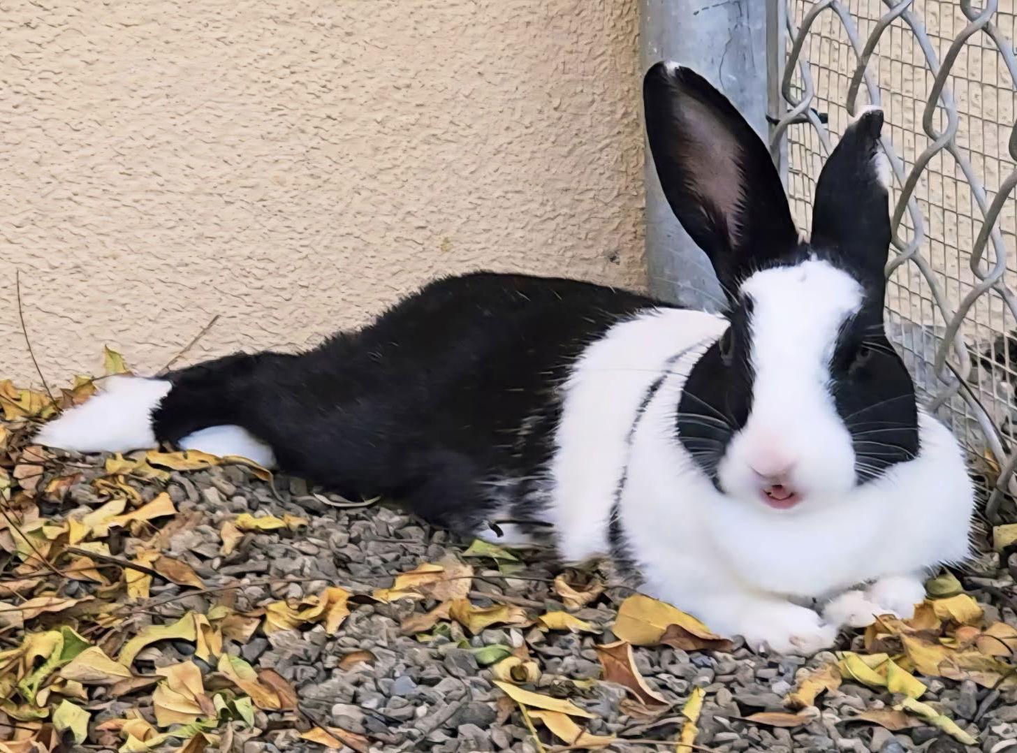 Mama Morton, Adoptable, Young Female American.