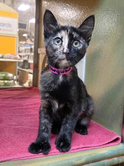 Enlarge Hemoglobin, a Adoptable mixed breed in Phoenix, AZ image 1/1