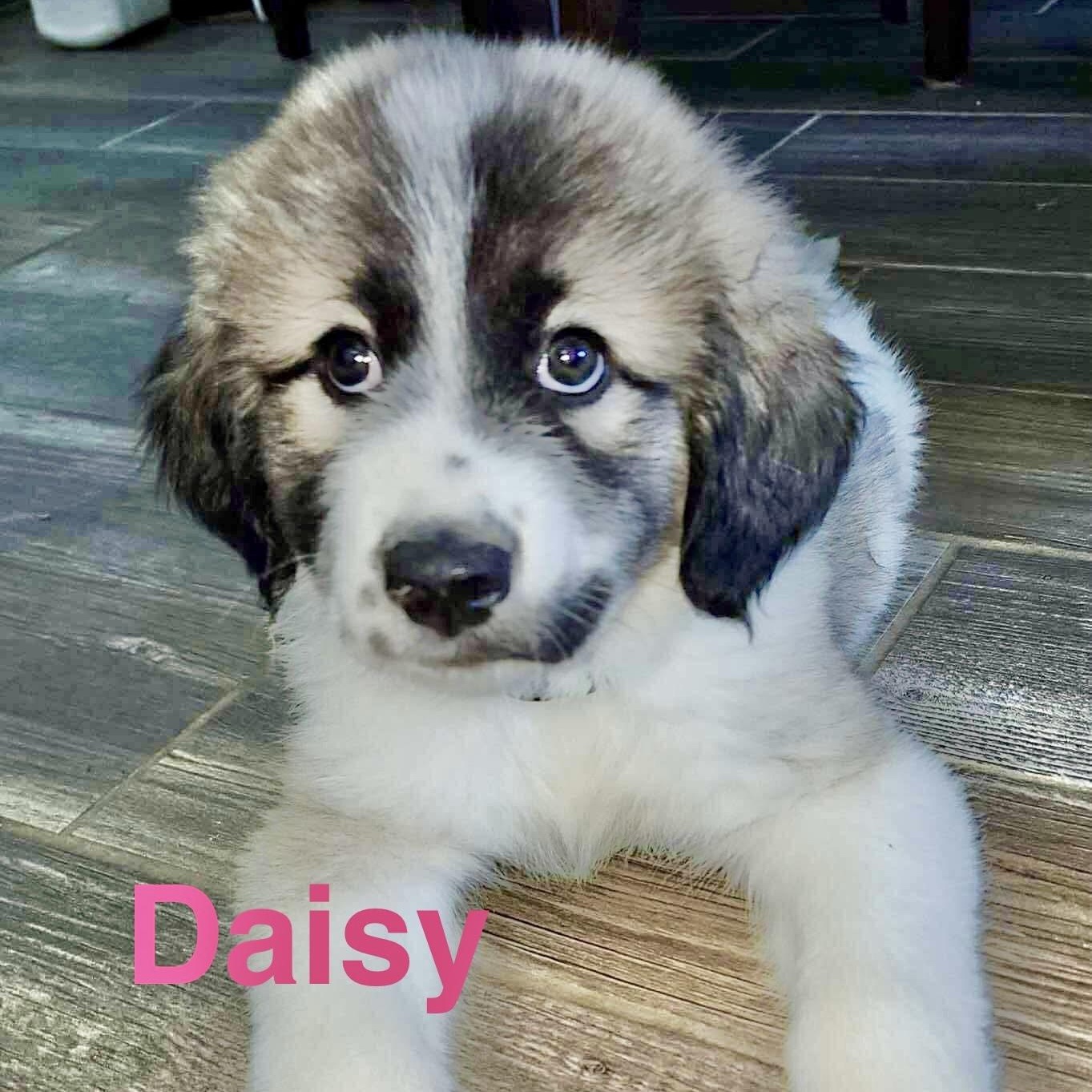 Daisy