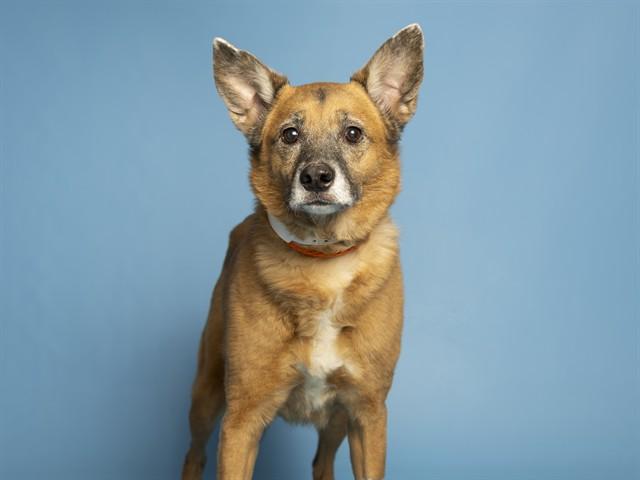 PENNY, Adoptable, Adult Female German Shepherd Dog & Australian Cattle Dog / Blue Heeler.